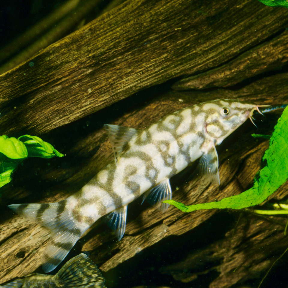 Botia lohachata   Netbotia M